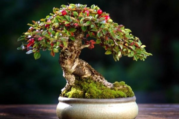 bonsai-drvo 