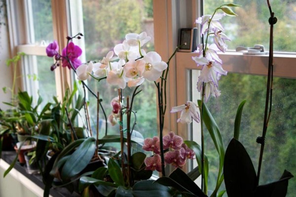 lepota-i-egzotika-orhideja 