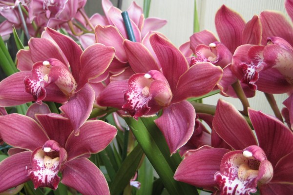 lepota-i-egzotika-orhideja 