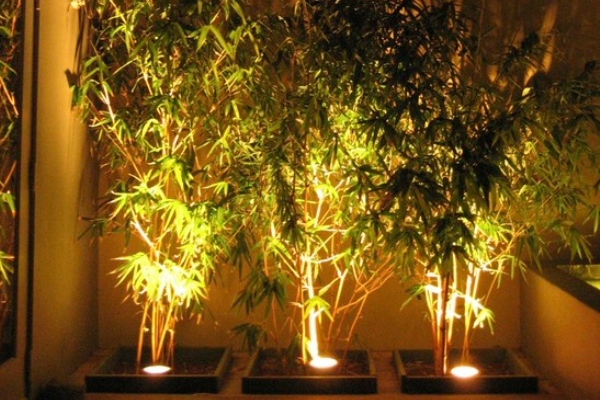 bambus-u-vasem-vrtu 