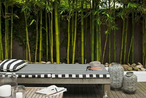 bambus-u-vasem-vrtu 