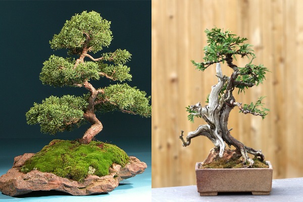 bonsai-cudo-japanske-umetnosti 