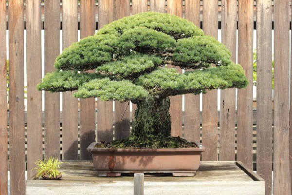 bonsai-cudo-japanske-umetnosti 