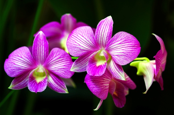 kako-brinuti-o-orhideji 