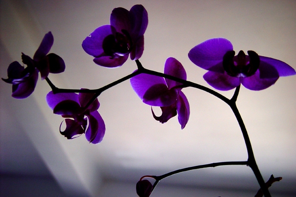 kako-brinuti-o-orhideji 