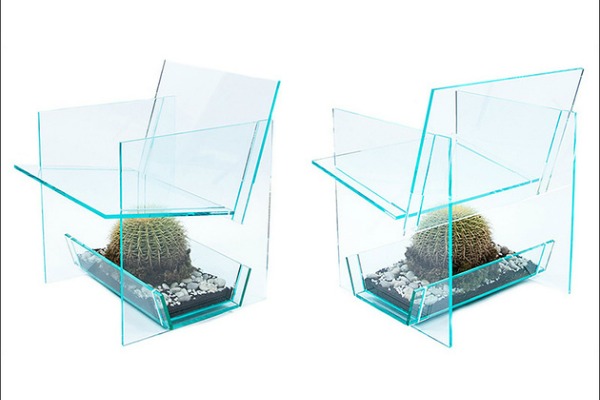 kaktus-stolica 