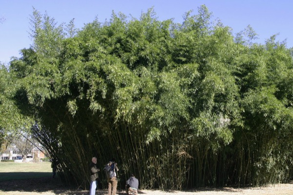 posadite-bambus-u-vas-vrt 