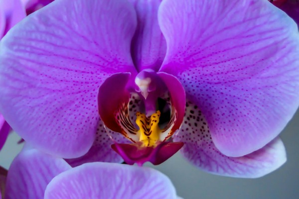 orhideja-o-kojoj-svi-pricaju 