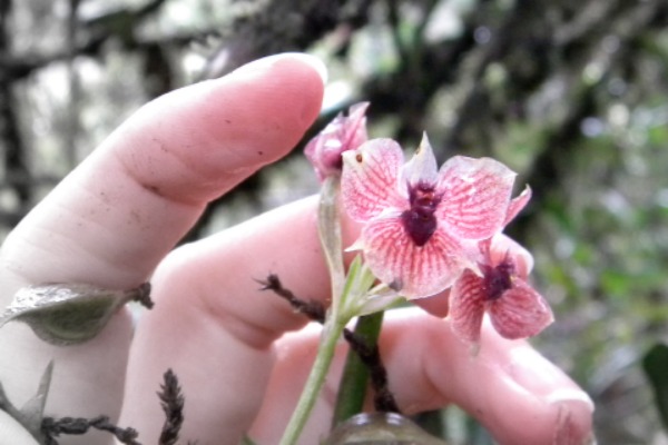 orhideja-o-kojoj-svi-pricaju 