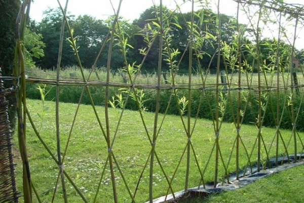 Žive ograde od vrbovog pruća