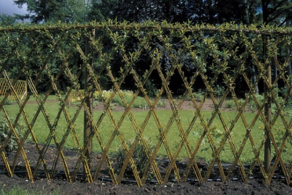 Žive ograde od vrbovog pruća