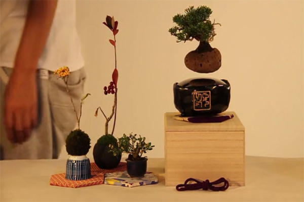 levitirajuce-bonsai-drvo 