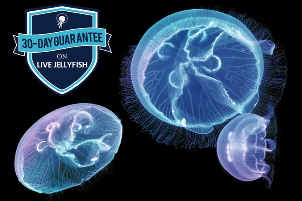raznobojni-akvarijum-sa-mesecevim-meduzama 