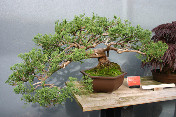 plemenita-lepota-bonsai-drveca 