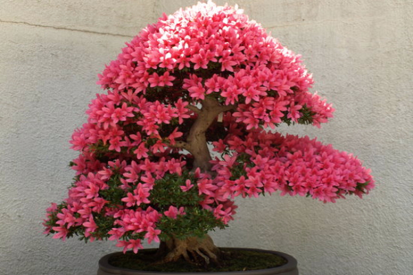 plemenita-lepota-bonsai-drveca 
