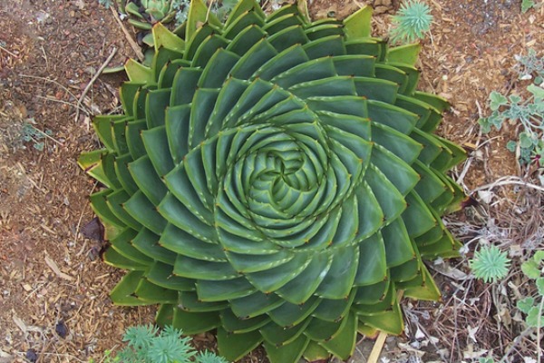 biljke-savrsenih-geometrijskih-oblika 