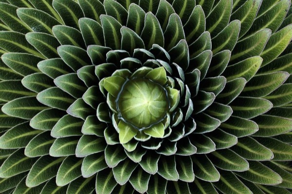 biljke-savrsenih-geometrijskih-oblika 