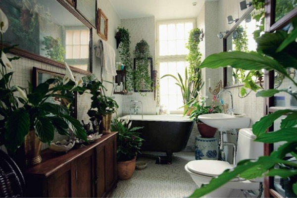 kako-da-ukrasite-dom-egzoticnim-biljkama 