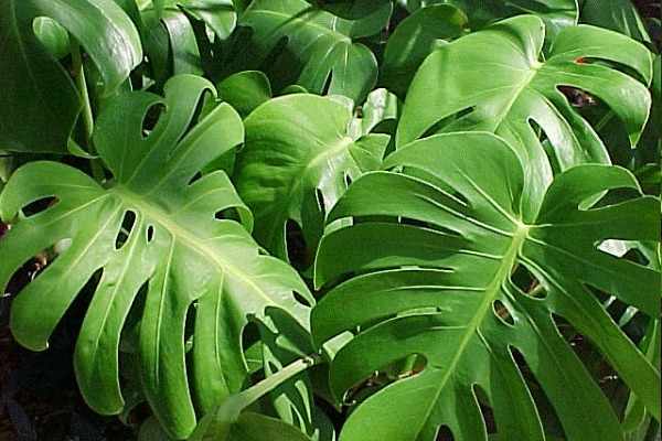 dobre-feng-sui-biljke 