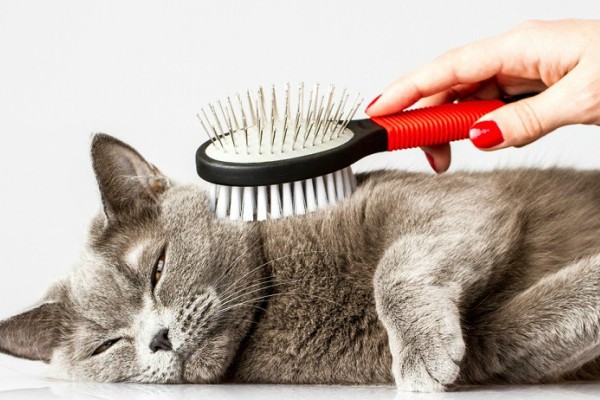 Kako očistiti dlake kućnih ljubimaca