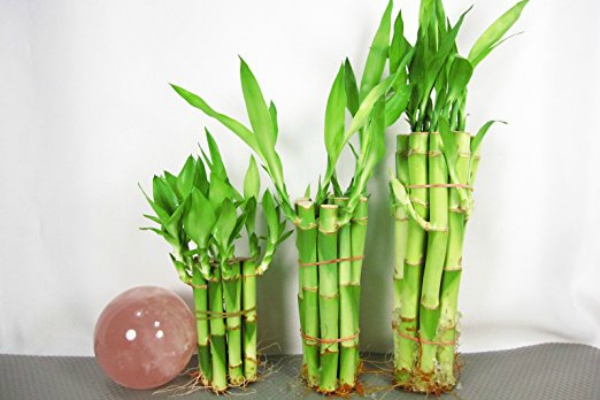 saveti-za-uzgajanje-bambusa 