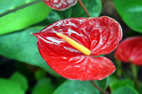 anturijum-cvet-od-velikog-znacaja-u-fengu-suiju 