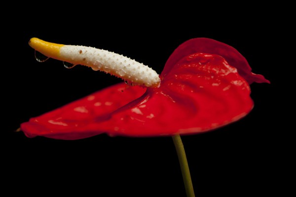 Anturijum - cvet od velikog značaja u fengu šuiju