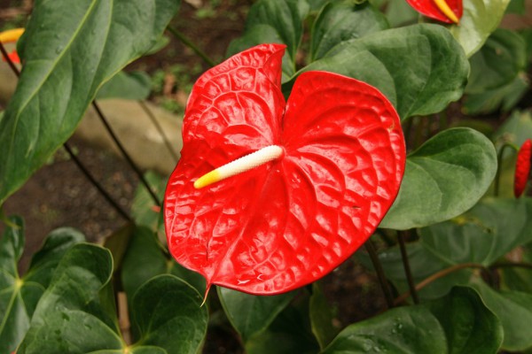 Anturijum - cvet od velikog značaja u fengu šuiju