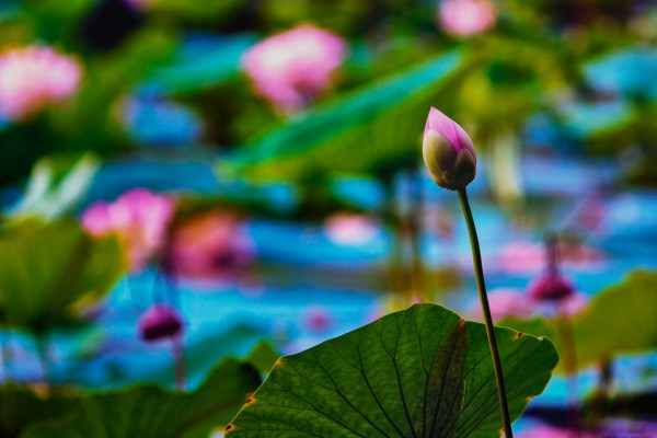 Feng šui i neverovatna moć lotosa