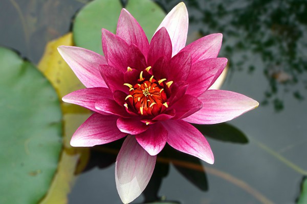 feng-sui-i-neverovatna-moc-lotosa 