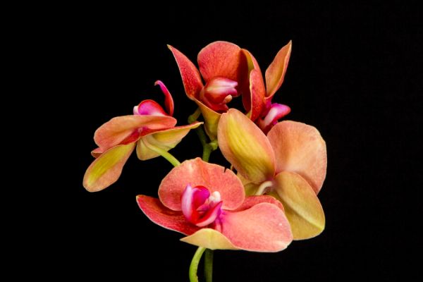 gde-postaviti-orhideju-po-feng-suiju 