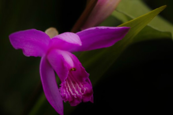 gde-postaviti-orhideju-po-feng-suiju 