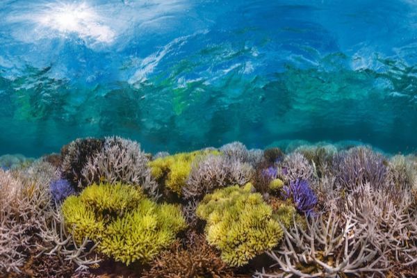 tri-nove-nijanse-inspirisane-koralima-koji-umiru 