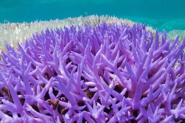 tri-nove-nijanse-inspirisane-koralima-koji-umiru 
