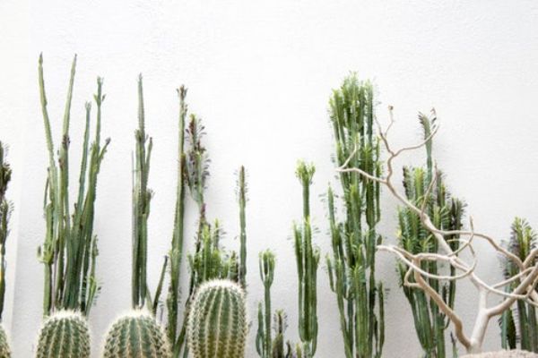 Da li kaktusi stvarno donose lošu sreću?