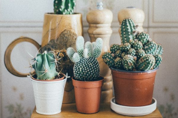 Da li kaktusi stvarno donose lošu sreću?