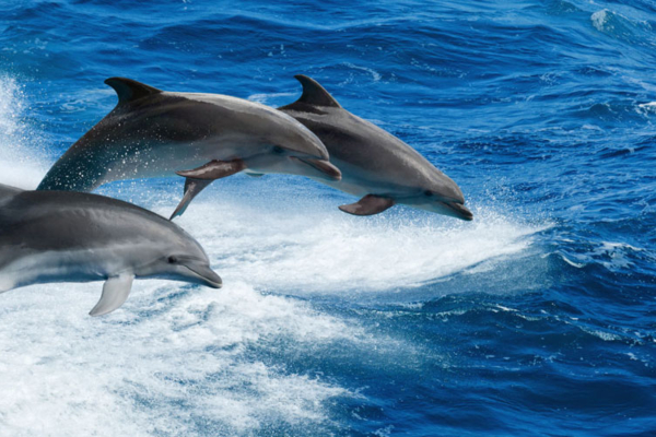 simbol-delfina-za-harmoniju-i-uspeh 