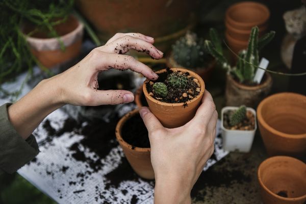 cudesni-trikovi-za-oporavak-biljaka 