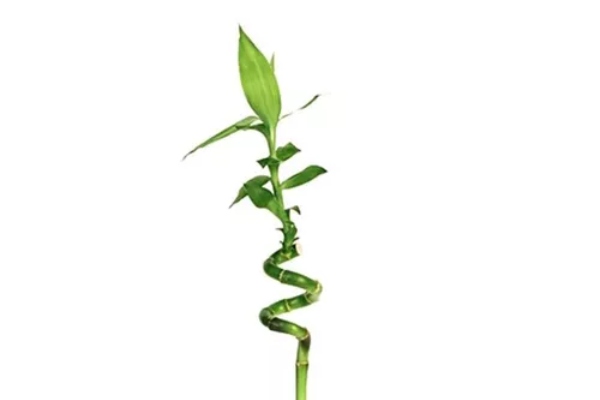 feng-sui-biljke-koje-donose-blagostanje 
