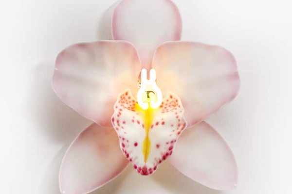 osvetljene-staklene-orhideje-slave-neznu-stranu-egzoticnog-cveca 