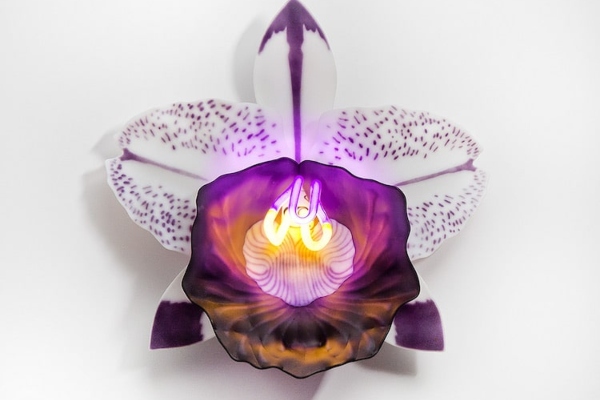 osvetljene-staklene-orhideje-slave-neznu-stranu-egzoticnog-cveca 