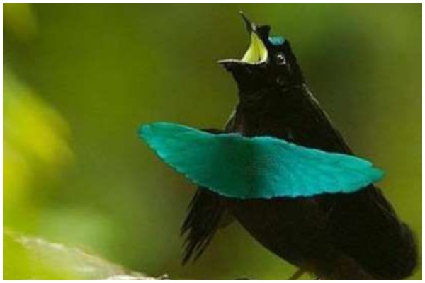 otkrivena-nova-vrsta-rajske-ptice 