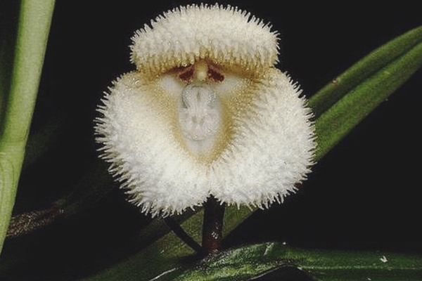 retke-orhideje-koje-izgledaju-poput-sicusnih-majmunskih-lica 
