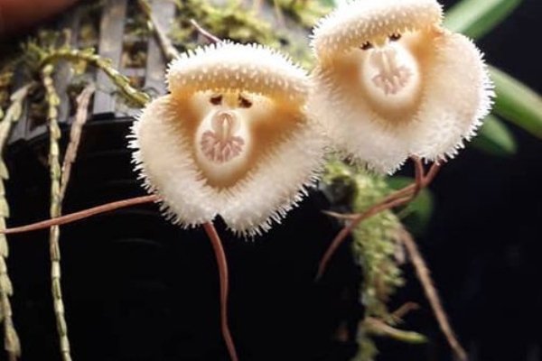 retke-orhideje-koje-izgledaju-poput-sicusnih-majmunskih-lica 