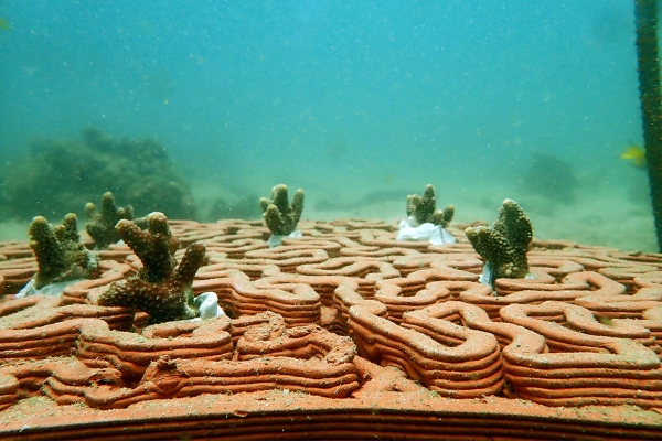 plocice-nastale-3d-stampom-obnovice-koralne-grebene-u-vodama-hong-konga 