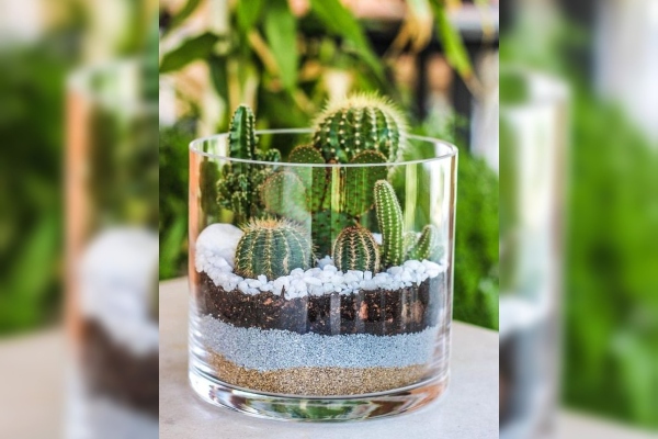 kaktus-u-tegli-dekorativna-biljka-koja-ce-osveziti-vas-dom 