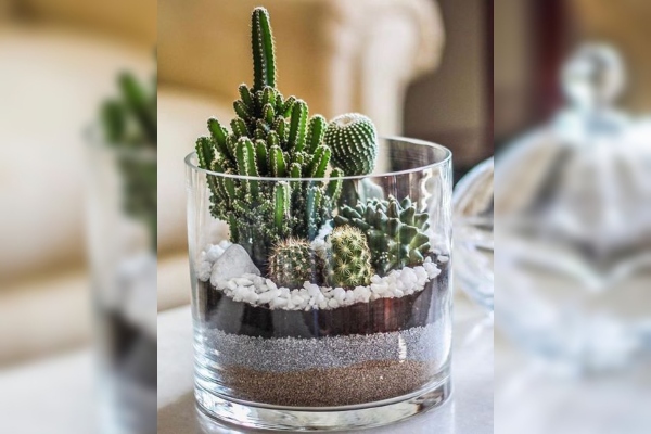 Kaktus u tegli - dekorativna biljka koja će osvežiti vaš dom