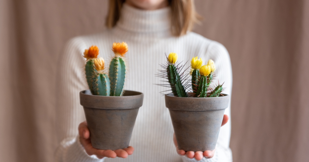 asterias kaktus Shop 'Sand Dollar Cactus - Astrophytum asterias' main image 1