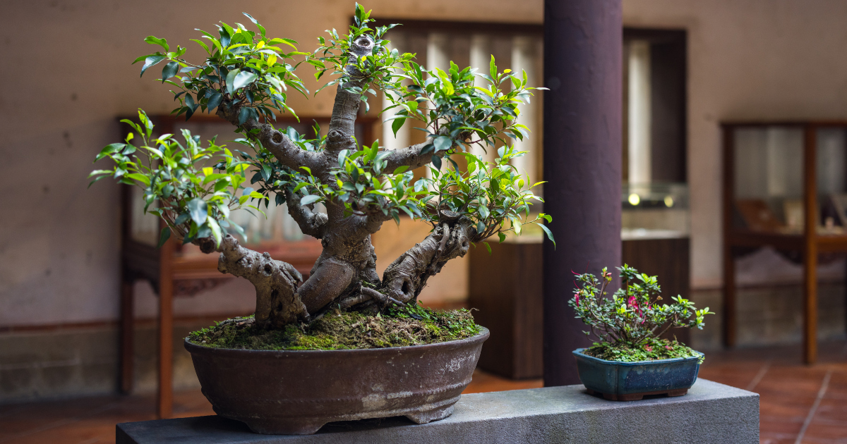 Kako negovati bonsai drvo?
