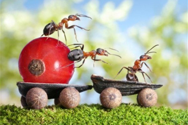 Otarasite se mrava na prirodan način
